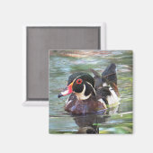 Wood Duck Magnet Magneet (Voorkant / Achterkant)