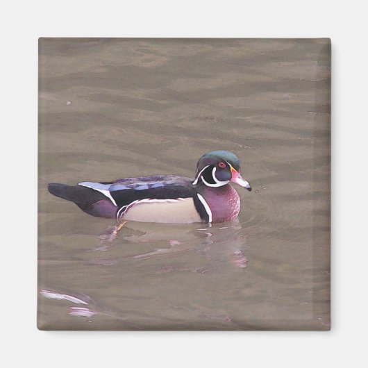 Wood Duck Magnet Magneet (Voorkant)