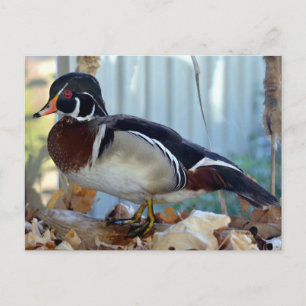 Wood Duck (Mississippi) Briefkaart