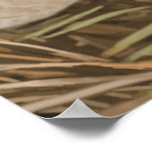 Wood Duck Poster (Hoek)