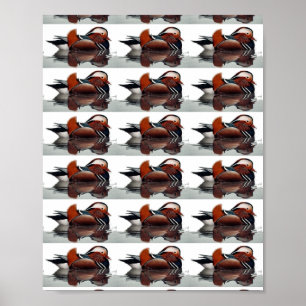 Wood Duck Thunder_Cove Poster