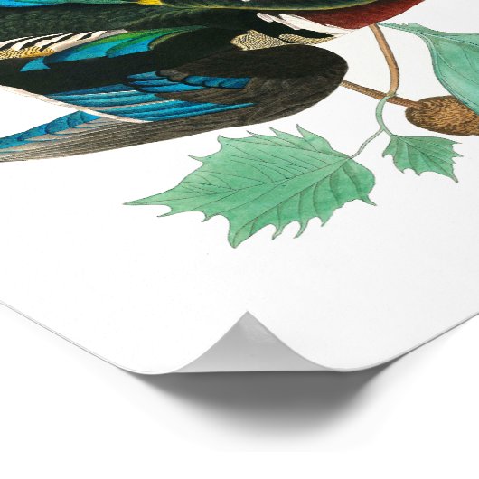 Wood Duck van John James Audubon Poster (Hoek)