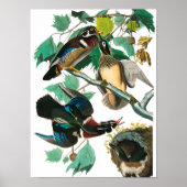 Wood Duck van John James Audubon Poster (Voorkant)
