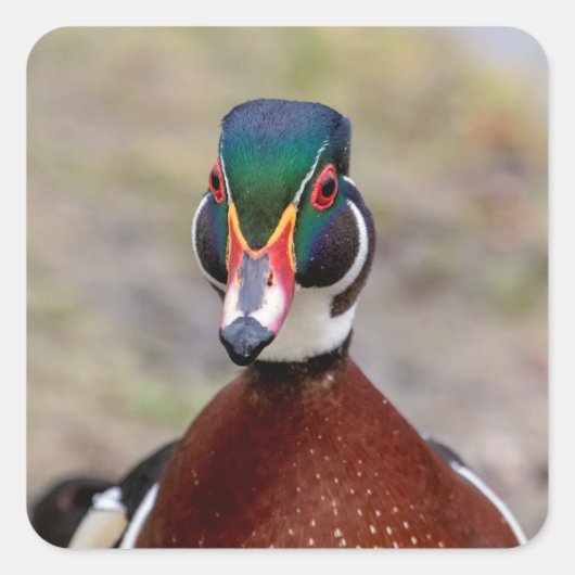 Wood Duck Vierkante Sticker (Voorkant)