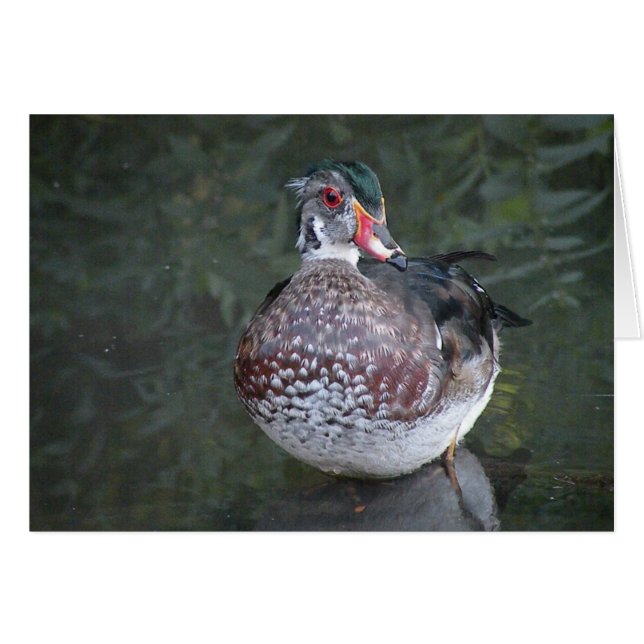 Wood Duck Wenskaart (Voorkant Horizontaal)
