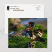 Wood Duck Wing Briefkaart (Voorkant / Achterkant)