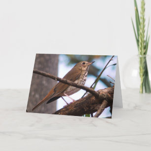 Wood Thrush Wenskaart Kaart