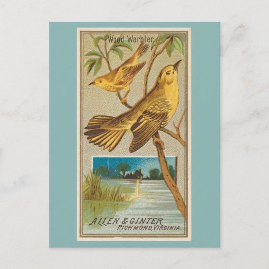 Wood Warbler Briefkaart (Voorkant)