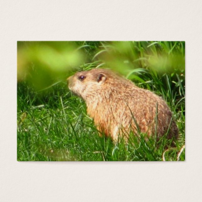 Woodchuck ~ ATC (Devant)