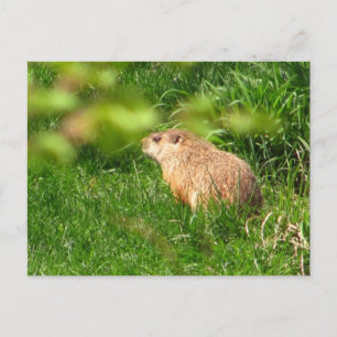Woodchuck ~ briefkaart