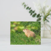 Woodchuck ~ carte postale (Debout devant)