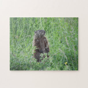 Woodchuck se tenant debout dans un puzzle d'herbe