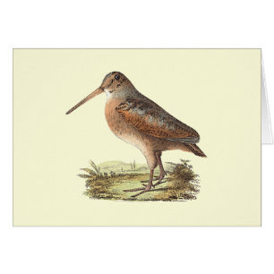 Woodcock américain	(mineur de Rusticola)