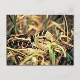 Woodcock op Nest Briefkaart