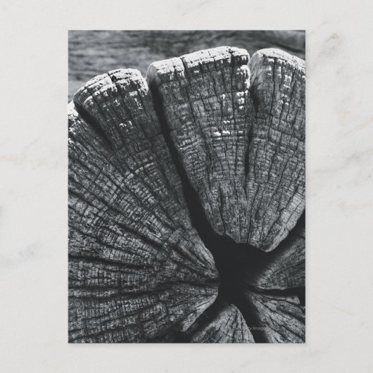 Woodgrain detail briefkaart (Voorkant)