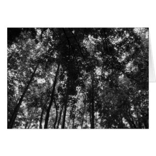 Woodland Canopy 01 BW