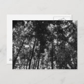Woodland Canopy 01 BW Briefkaart (Voorkant / Achterkant)