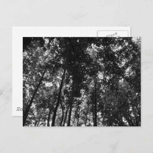 Woodland Canopy 01 BW Briefkaart (Voorkant / Achterkant)