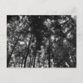 Woodland Canopy 01 BW Briefkaart (Voorkant)