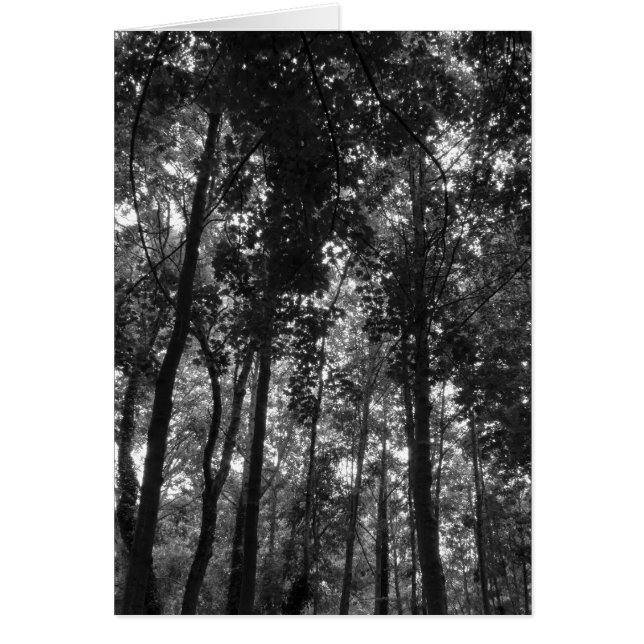 Woodland Canopy 02 BW (Voorkant)