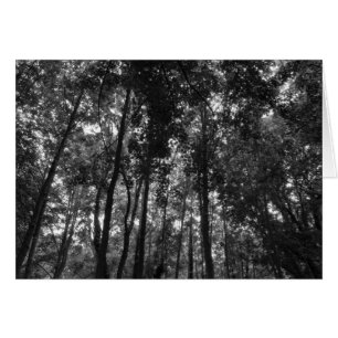 Woodland Canopy 02 BW