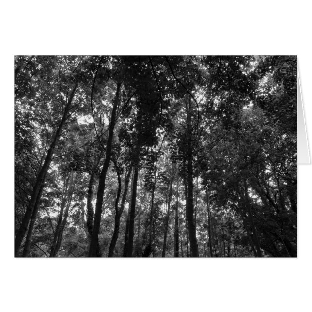 Woodland Canopy 02 BW (Voorkant Horizontaal)