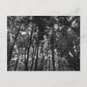 Woodland Canopy 02 BW Briefkaart (Voorkant)