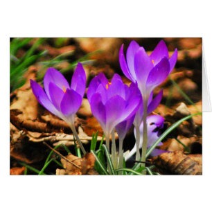 Woodland Crocuses