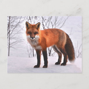 Woodland Fox briefkaart