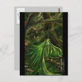 Woodland Green - Briefkaart (Voorkant / Achterkant)