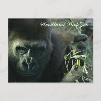 Woodland Park Zoo Gorilla Briefkaart