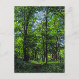 Woodland Path. Blackweir Bossen, Cardiff, Wales. Briefkaart