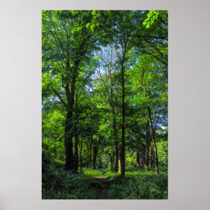 Woodland Path. Blackweir Bossen, Cardiff, Wales. Poster