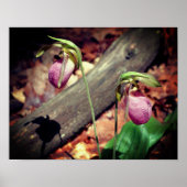 Woodland Pink Wild Lady Slipper Orchid Flowers Poster (Voorkant)