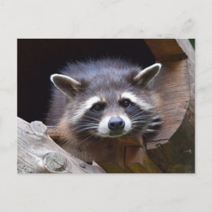 Woodland Raccoon Fotografie Briefkaart