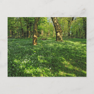 Woodland Scene. Blackweir Bossen, Cardiff Briefkaa Briefkaart