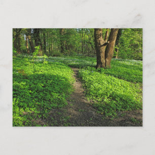 Woodland Scene. Blackweir Bossen, Cardiff Briefkaa Briefkaart