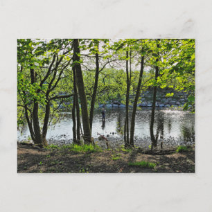 Woodland Scene. Blackweir Bossen, Cardiff Briefkaa Briefkaart
