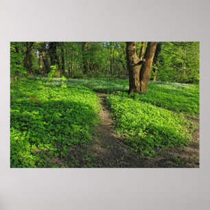 Woodland Scene. Zwarte Bossen, Cardiff Poster