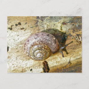 Woodland SnagelBriefkaart Briefkaart