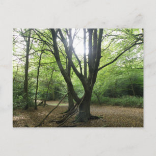 Woodland Sunshine Briefkaart