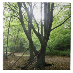 Woodland Sunshine Tile Tegeltje