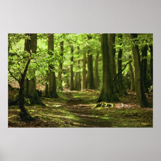 Woodland Walk Poster (Voorkant)