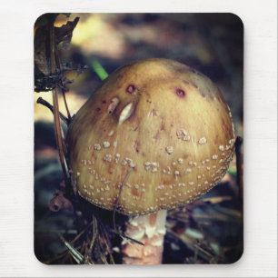 Woodland Wild Mushroom Natuur Muismat