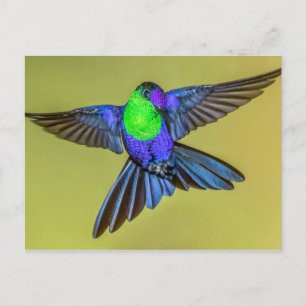 Woodnymph Hummingbird in Flight Pose Briefkaart