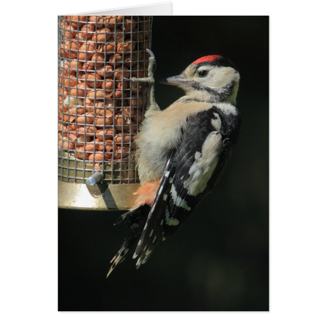 Woodpecker (Voorkant)