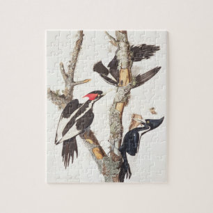 Woodpecker, 1829, ivoor-buikspiraal (druk) legpuzzel