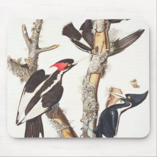 Woodpecker, 1829, ivoor-buikspiraal (druk) muismat
