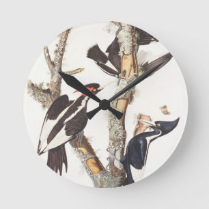 Woodpecker, 1829, ivoor-buikspiraal (druk) ronde klok