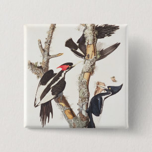 Woodpecker, 1829, ivoor-buikspiraal (druk) vierkante button 5,1 cm